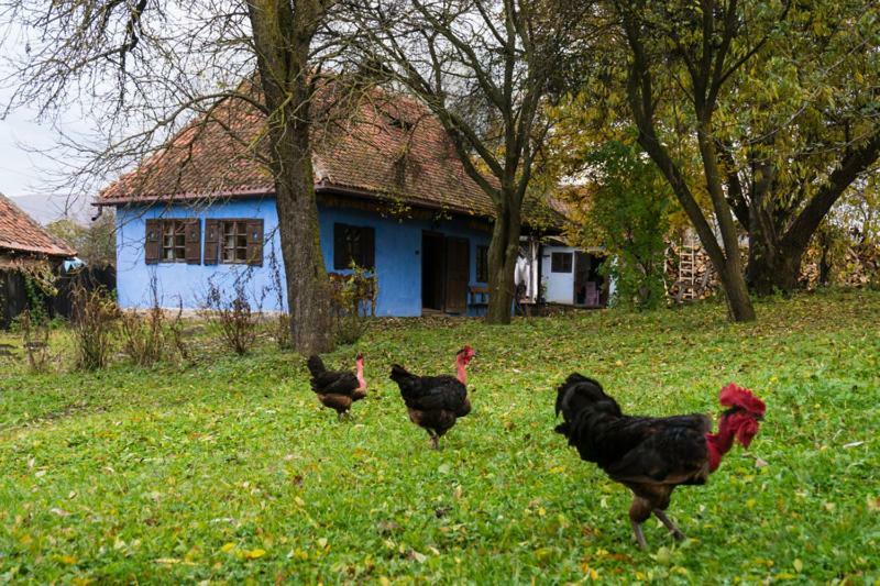 Count Kálnoky's Transylvanian Guesthouses Miclosoara Exterior foto